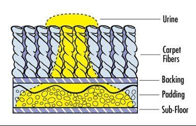 How Urine Spreads — Ocean Springs, MS — Coast Chem Dry