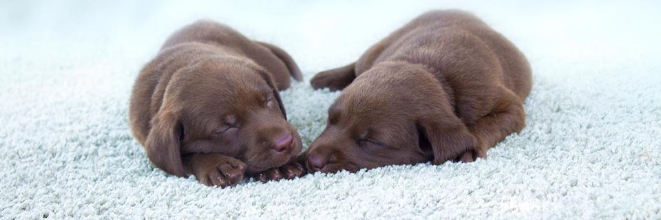 Pet Stain Removal — Puppies Sleeping on a Carpet in Ocean Springs, MS