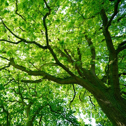 Big Tree — Washington Township, NJ — KC Tree Service