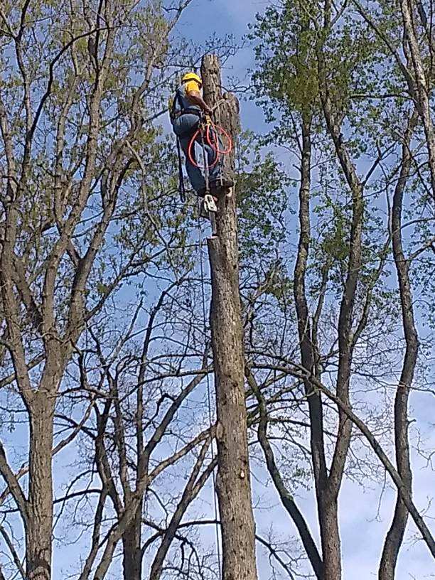 Man Climbing a Tree — Washington Township, NJ — KC Tree Service