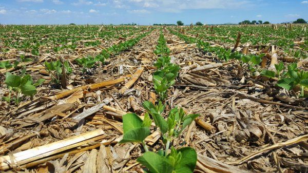 A field of plants growing out of the ground.