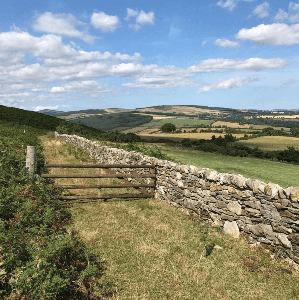 A stone wall with a wooden gate in the middle of a field