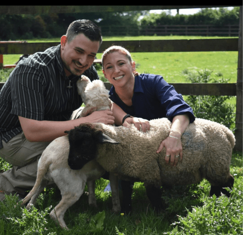 A man and a woman are petting sheep in a field