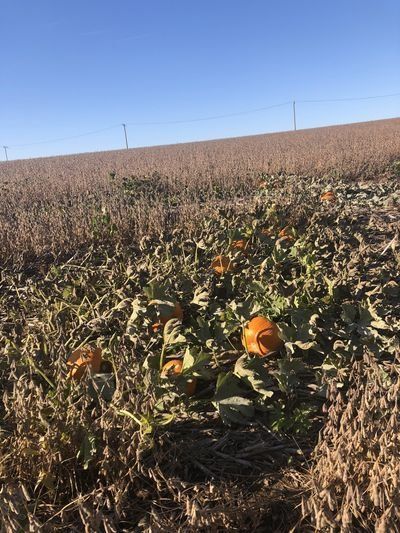 A field of pumpkins with a blue sky in the background.