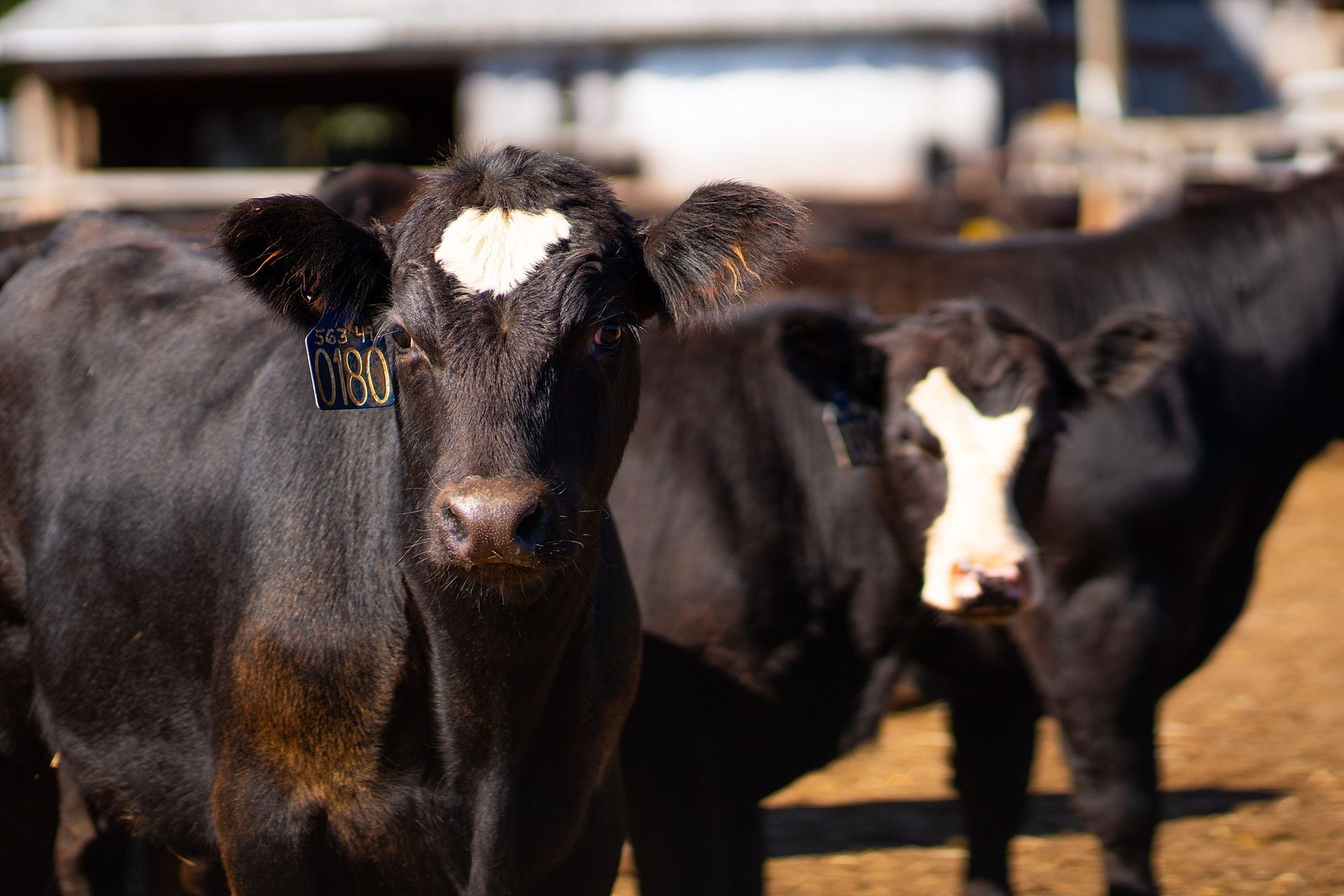 A herd of cows are standing in a field and looking at the camera.