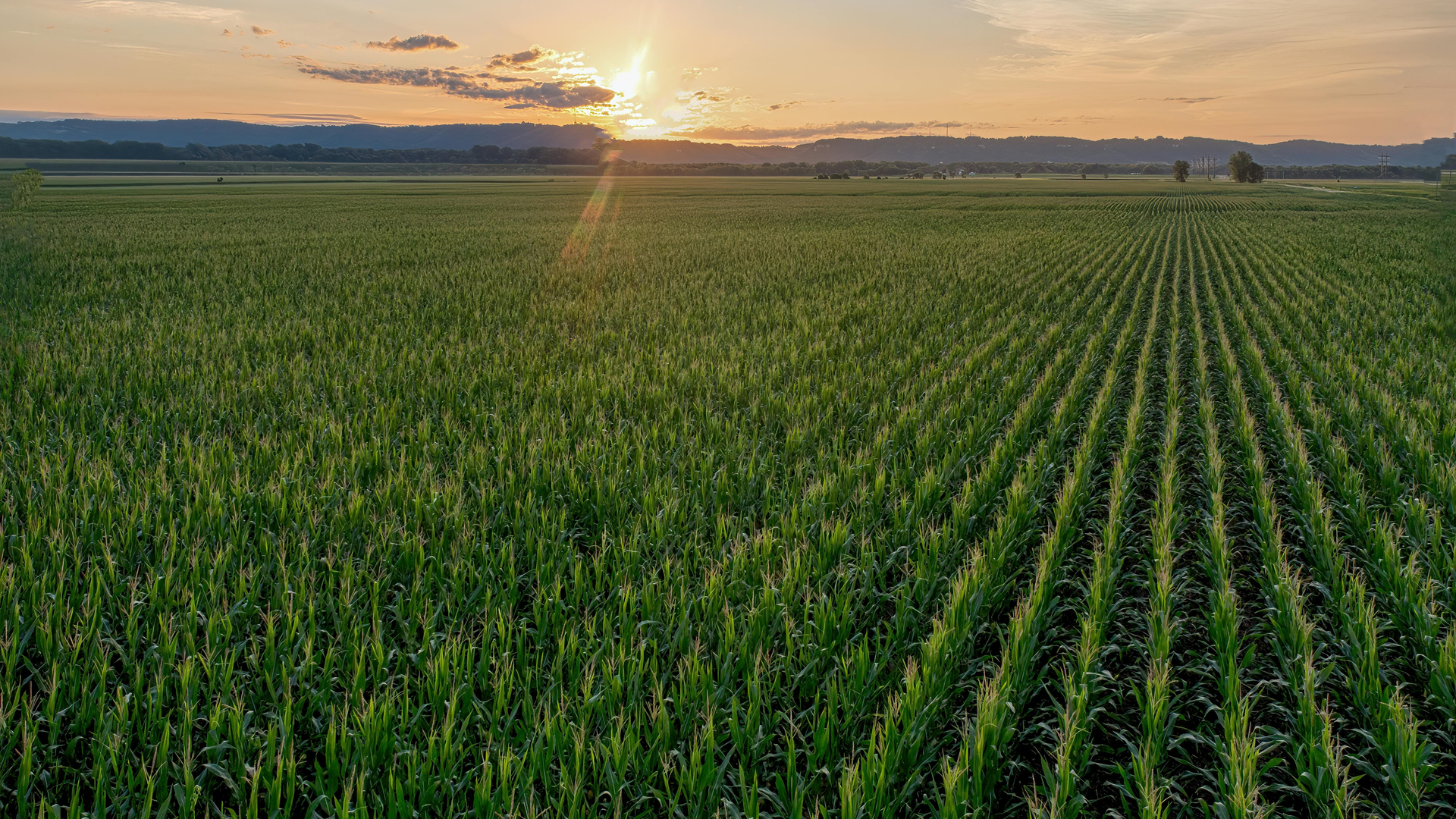 Rows of green crops in a field at sunset, with the sun's rays shining through the clouds.