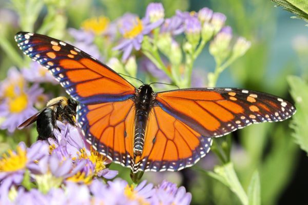 A monarch butterfly is sitting on a purple flower