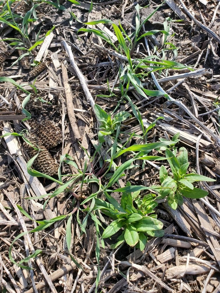 A small plant is growing out of a corn cob in the dirt.