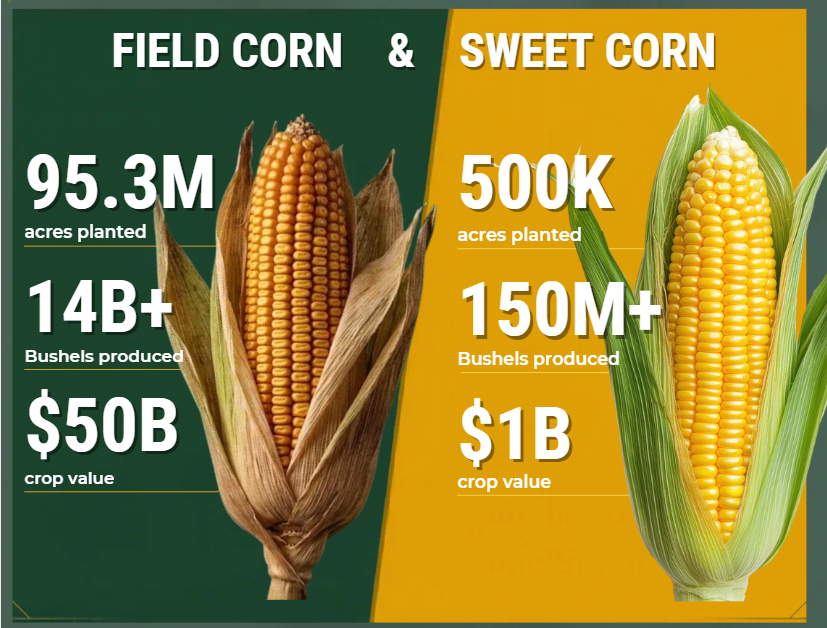 Field corn and sweet corn infographic with ears, acreage, bushels produced, and crop value stats