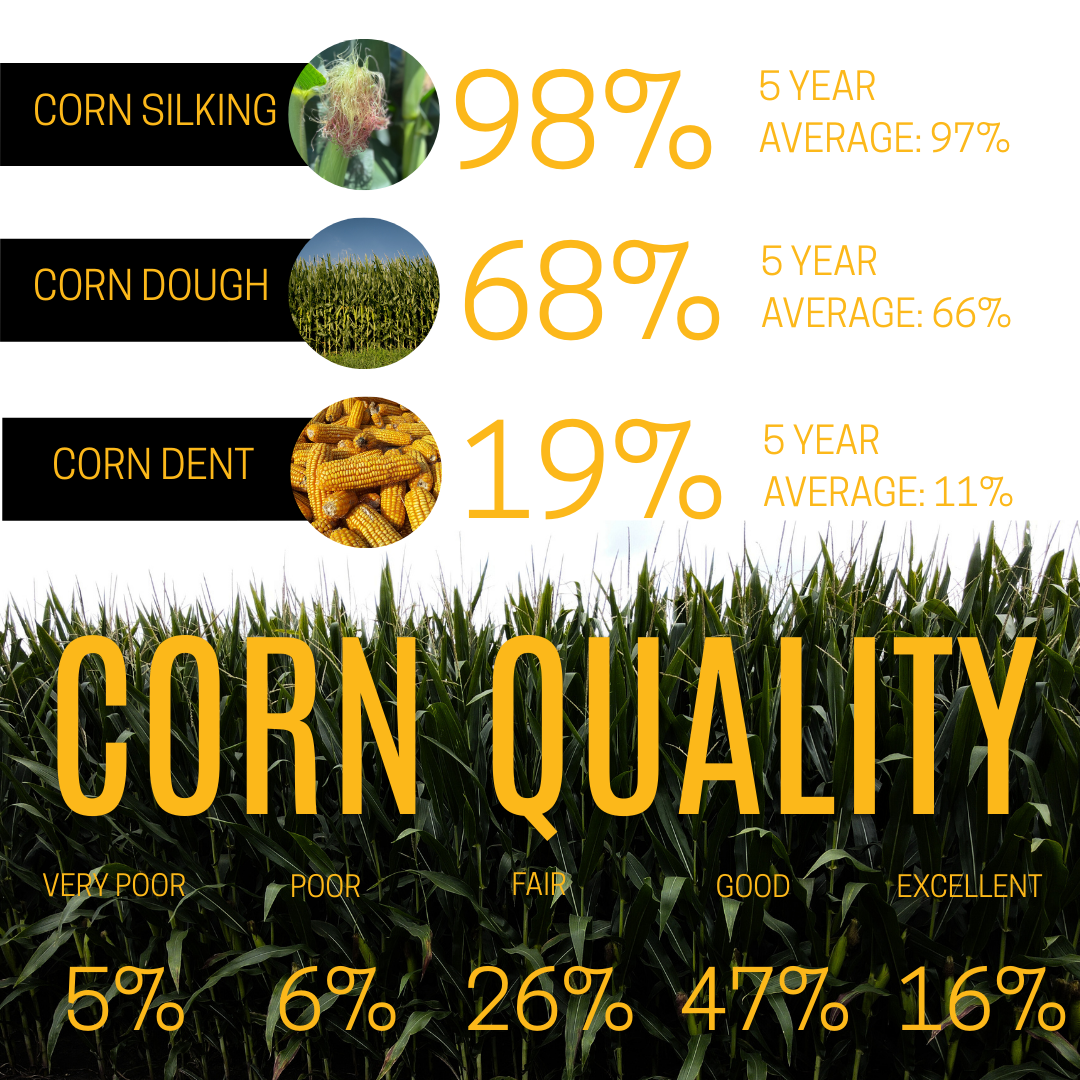 Corn quality assessment: 98% silking, 68% dough, 19% dent. Quality rated as 5% very poor, 6% poor, 26% fair, 47% good, 16% excellent.