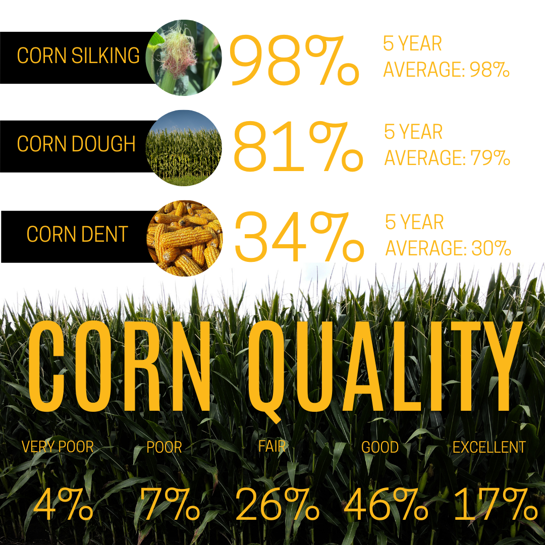 Corn quality assessment: Silking 98%, dough 81%, dent 34%. Quality levels: very poor to excellent, with corresponding percentages.