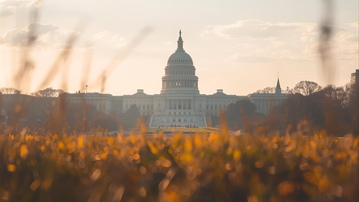 US Capitol building in soft light, seen through golden grasses.