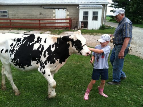 A little girl is petting a black and white cow