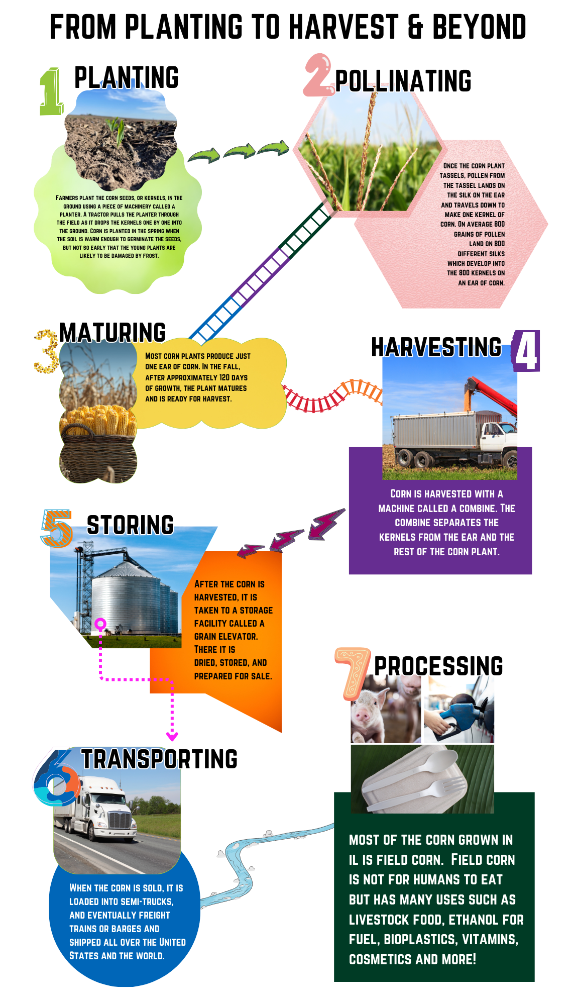A poster showing the process of planting to harvest and beyond