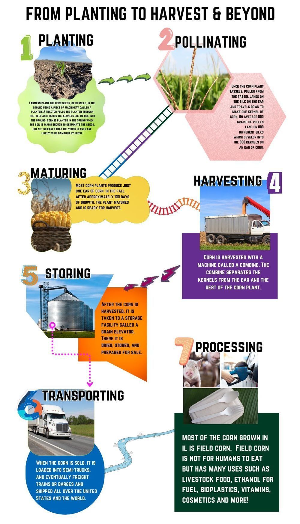 A diagram showing the process of planting to harvest and beyond