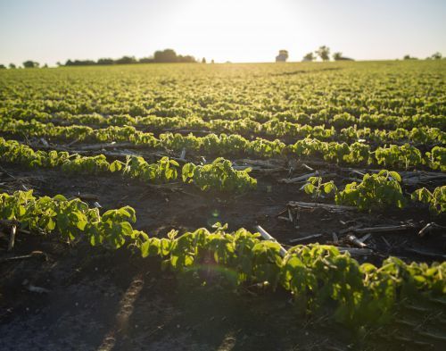 A field of lettuce with the sun shining through the leaves