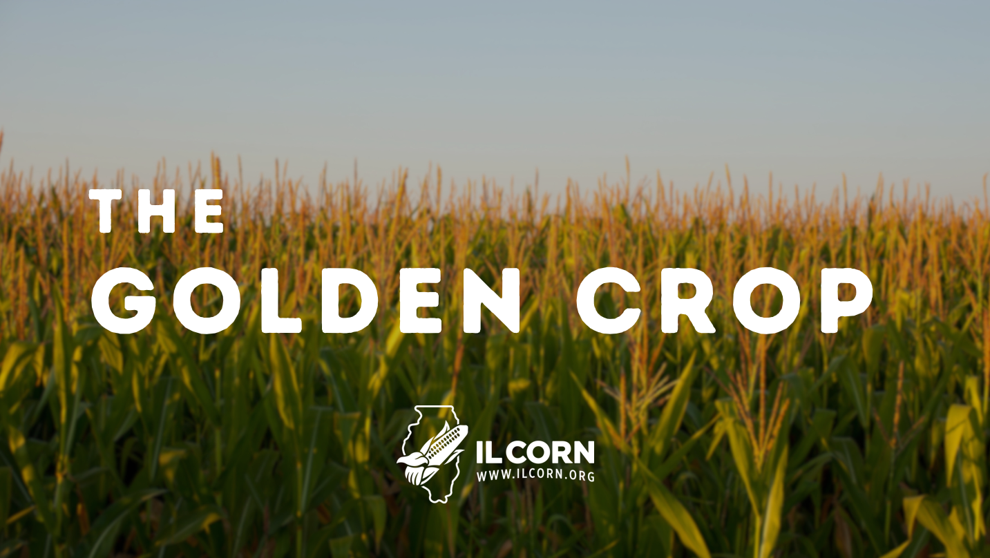 Cornfield at sunset with the title “The Golden Crop” and IL Corn logo