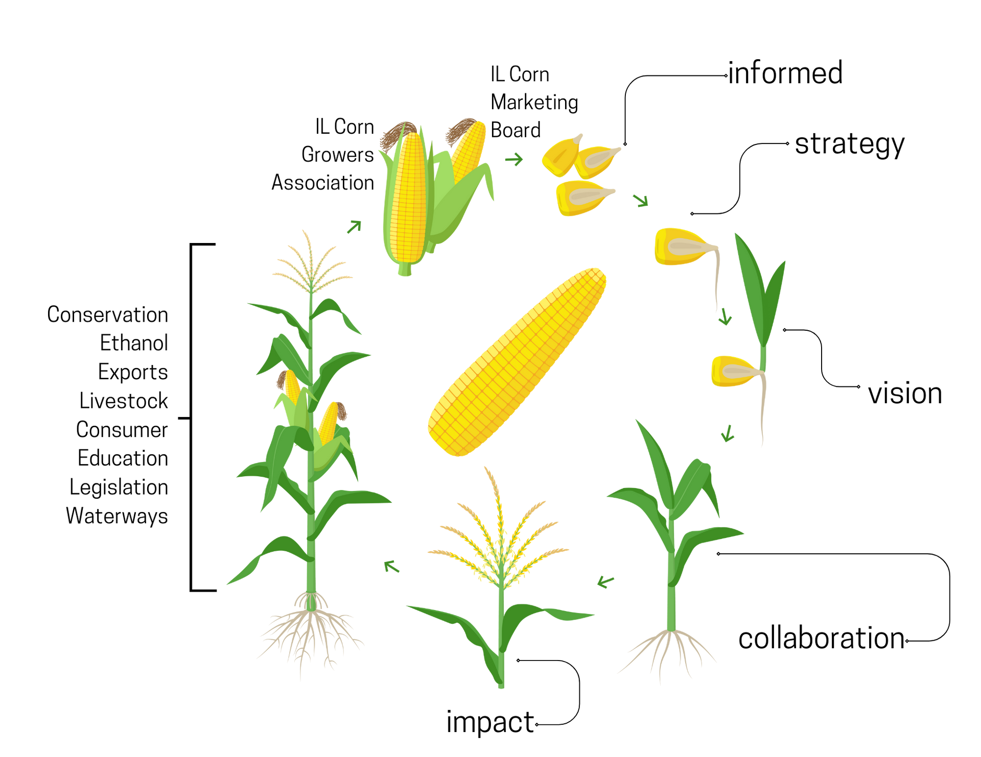 A diagram of the life cycle of a corn plant.