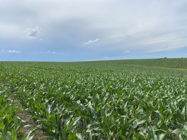 A field of corn plants growing in the sun on a cloudy day.