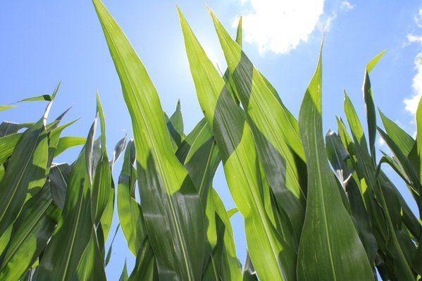 The sun is shining through the leaves of a corn plant