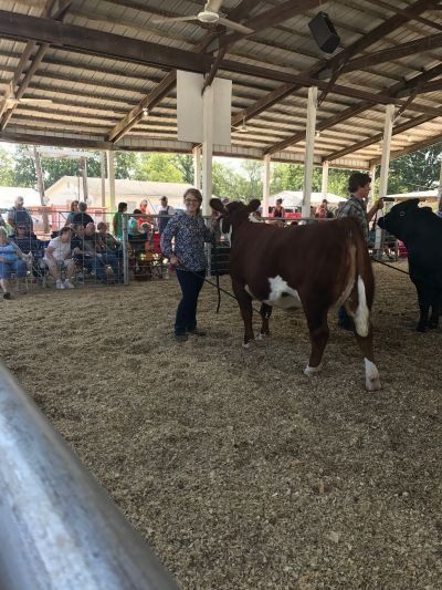 A woman is walking a brown and white cow in a pen at a fair.