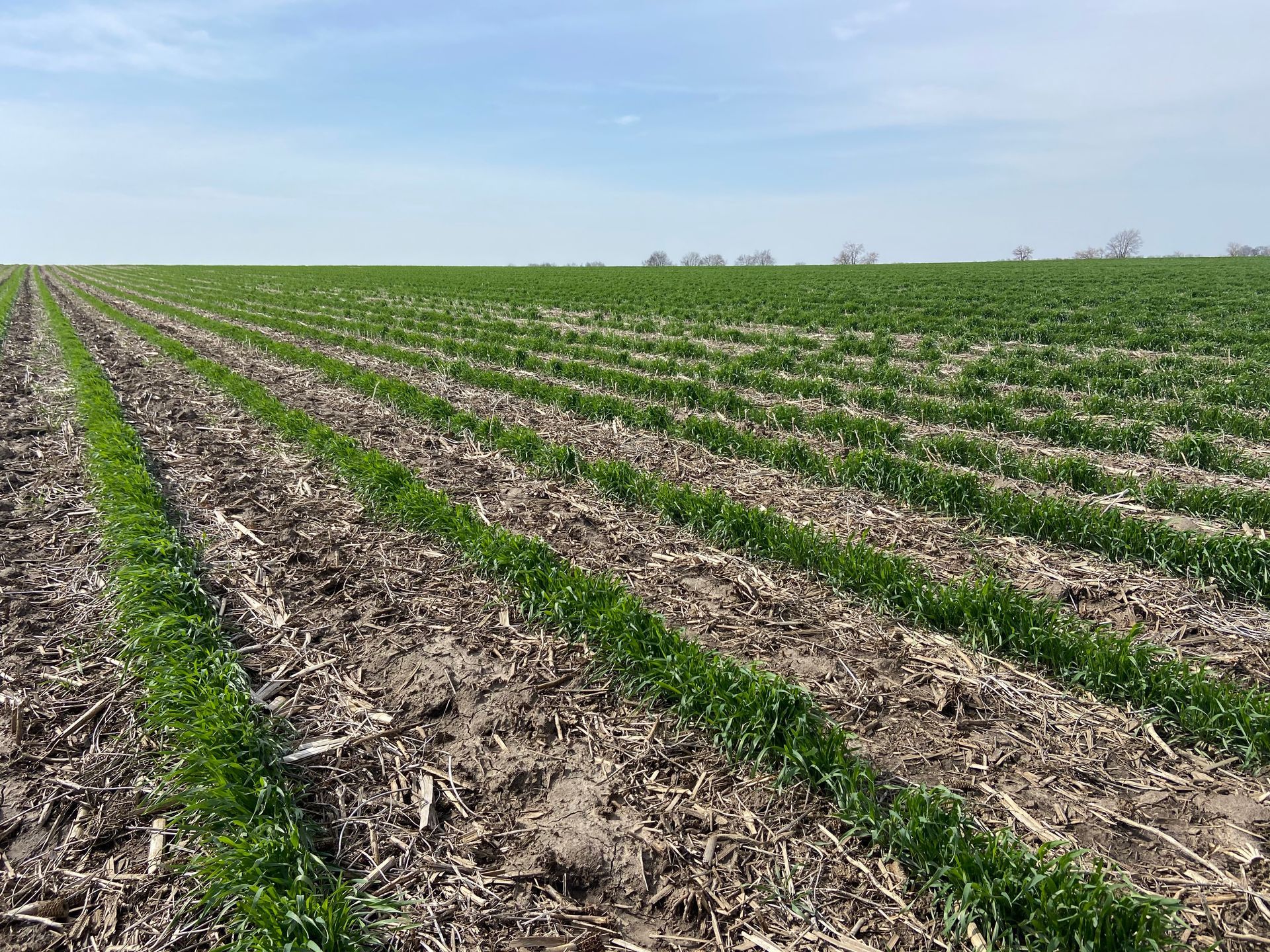 Rows of green crops growing in a field under a blue sky.