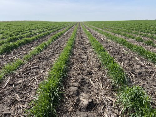 A row of plants growing in a field with a blue sky in the background.