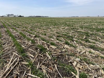 A field with a lot of straw and grass growing out of it.