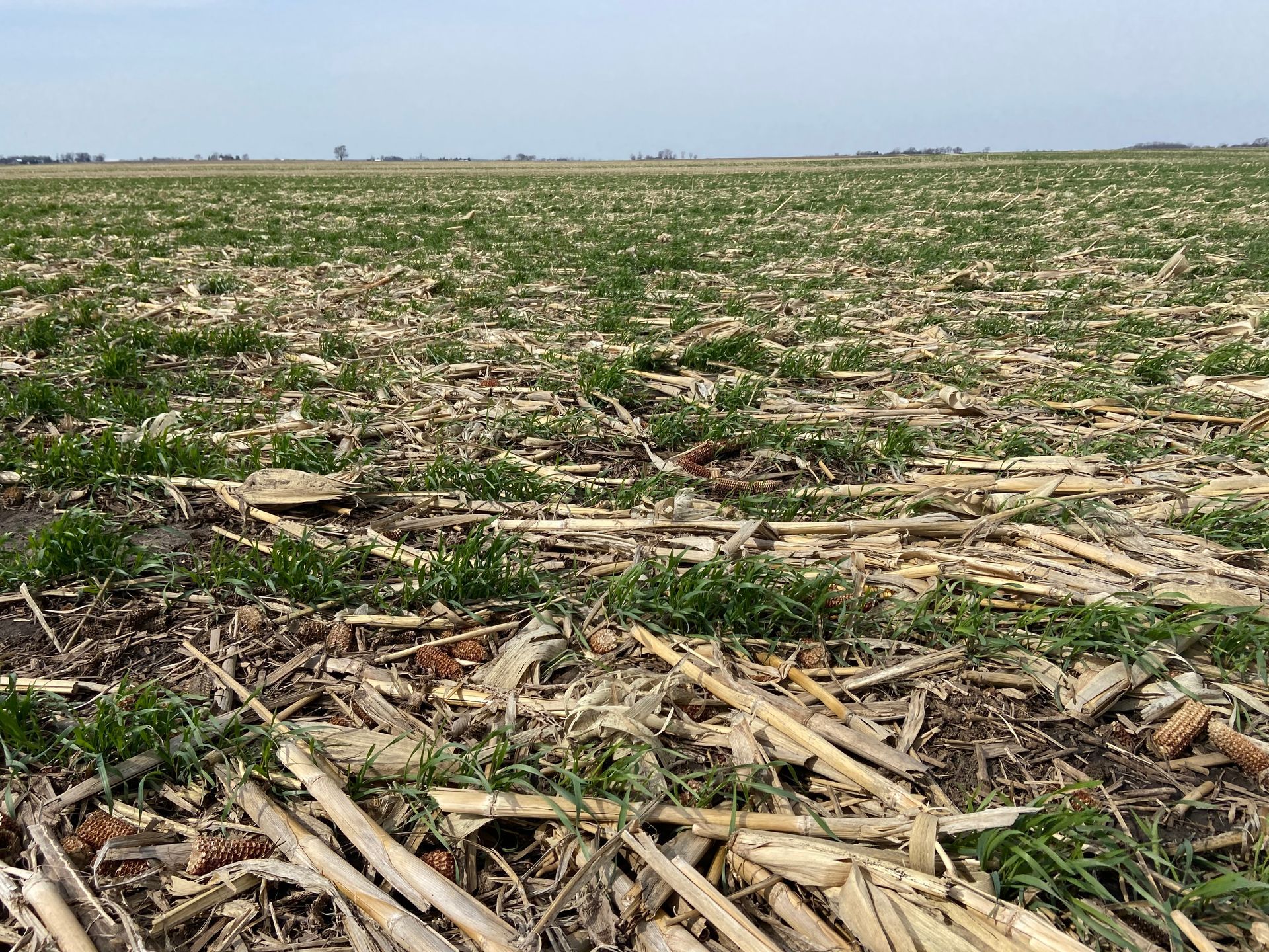 Field of green shoots emerging from straw and stubble under a clear sky.