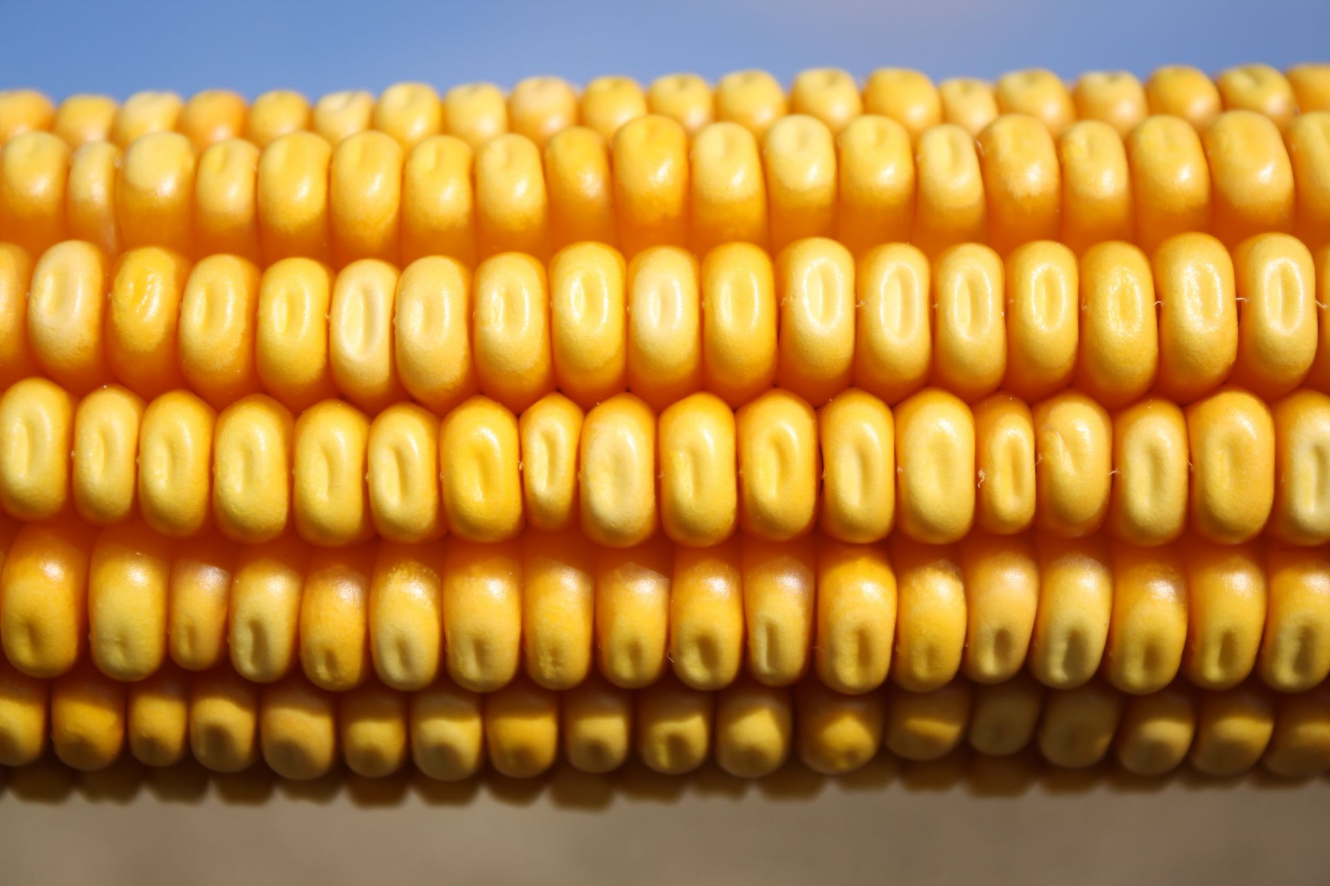 Close-up of a ripe yellow corn cob with rows of kernels