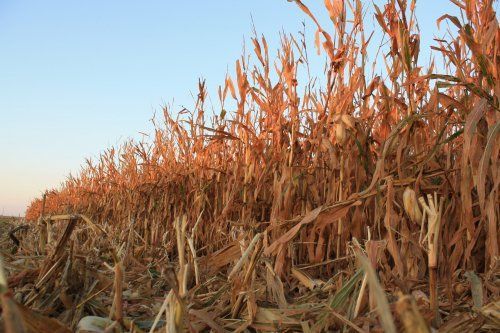 A field of dry corn with a blue sky in the background.