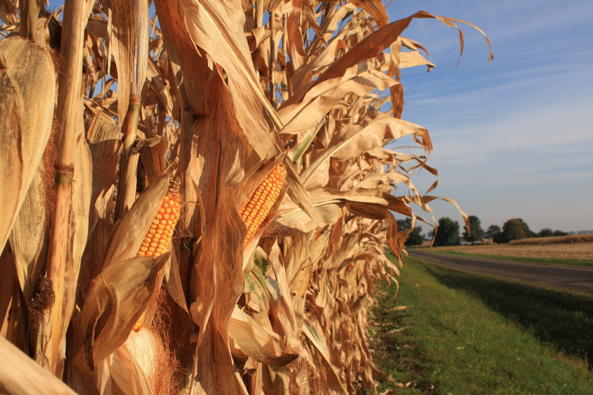 A close up of a corn field with a road in the background.