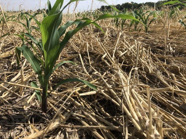 A small corn plant is growing in a field of dry grass