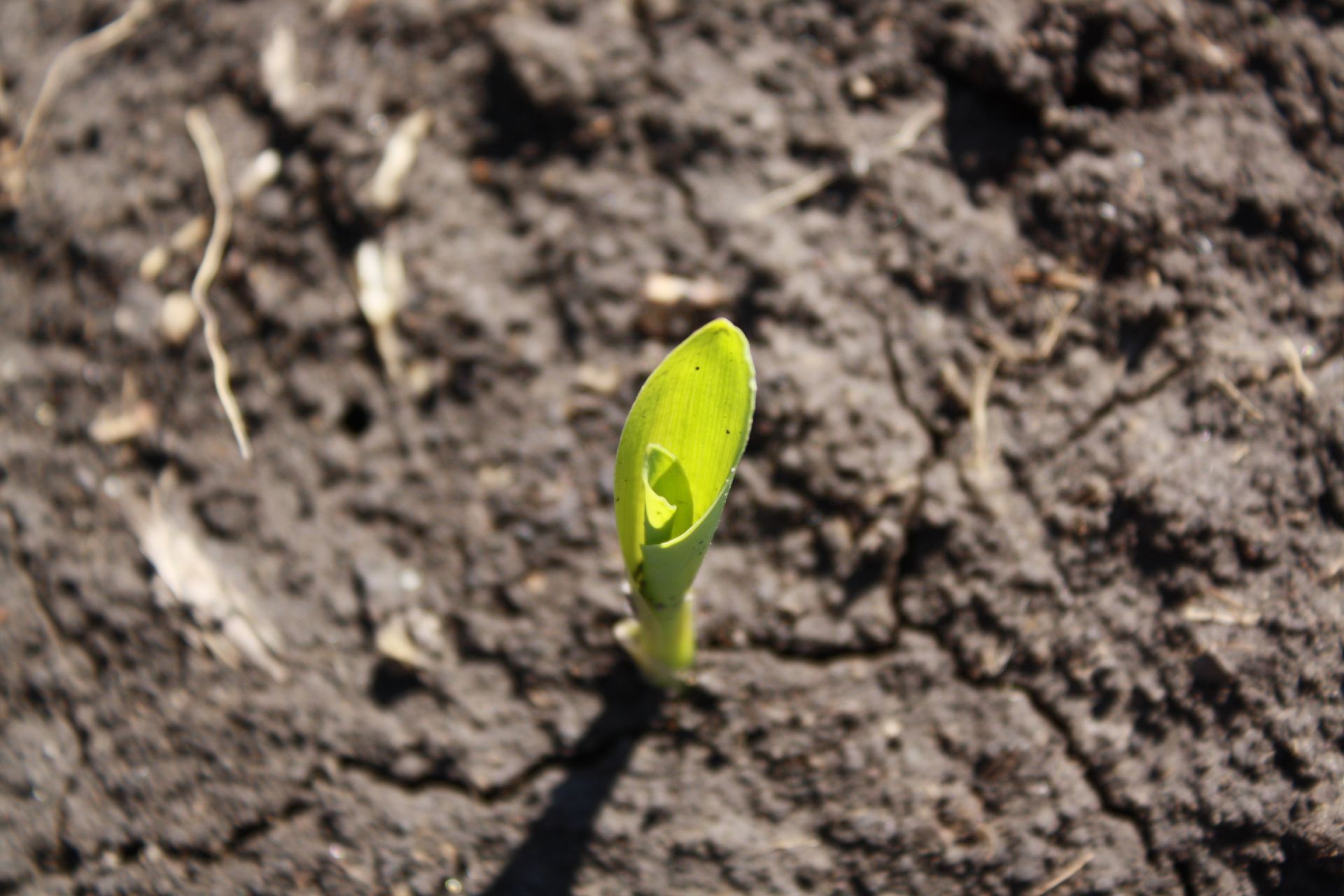A small green plant is growing out of the ground.