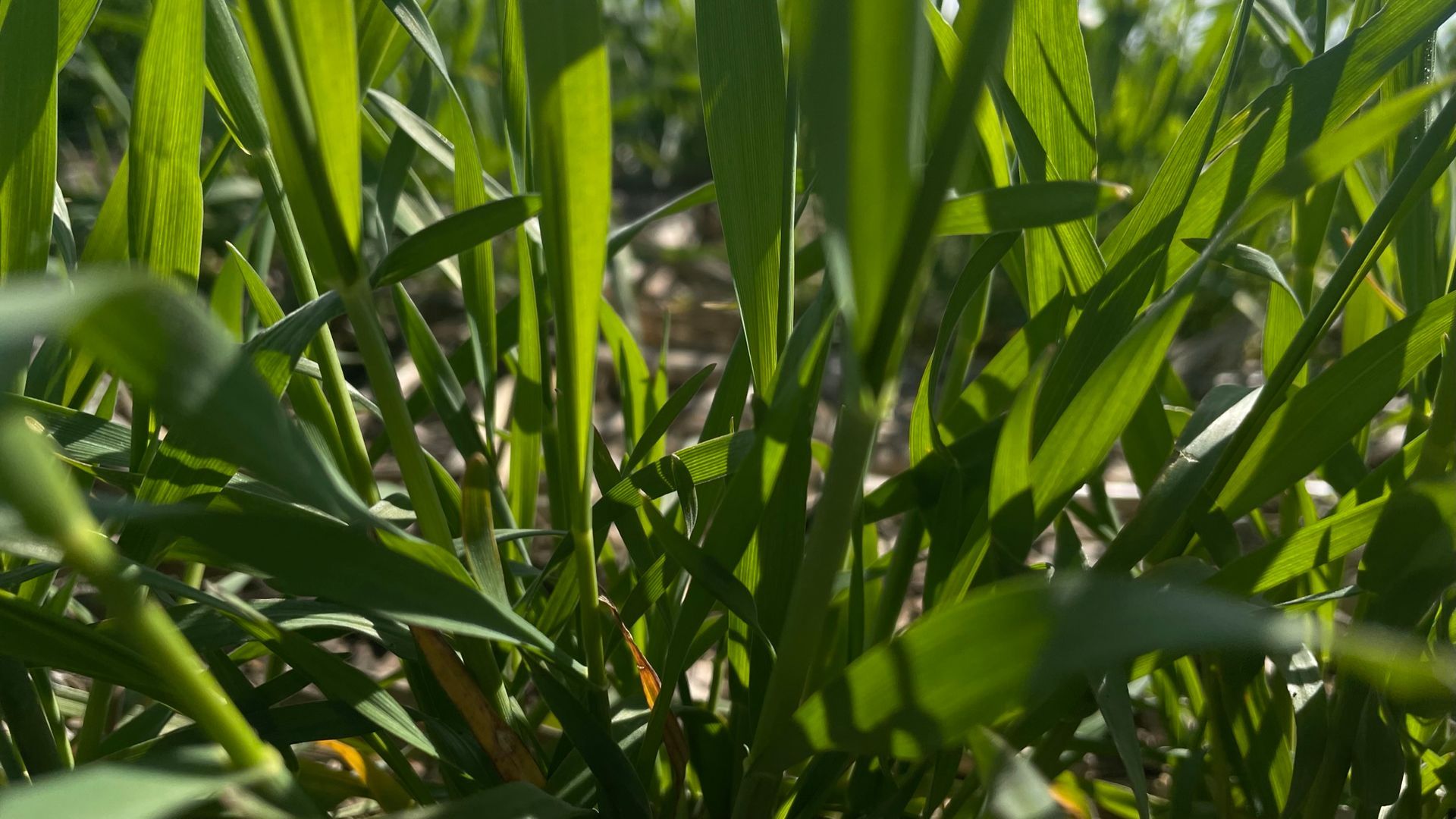 A close up of a bunch of green grass growing in a field.