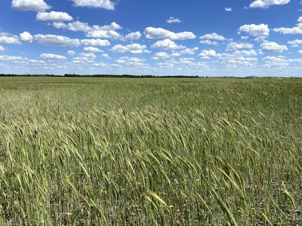 A field of wheat with a blue sky and clouds in the background.