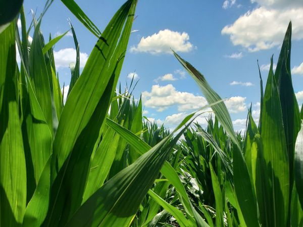 A field of corn with a blue sky in the background