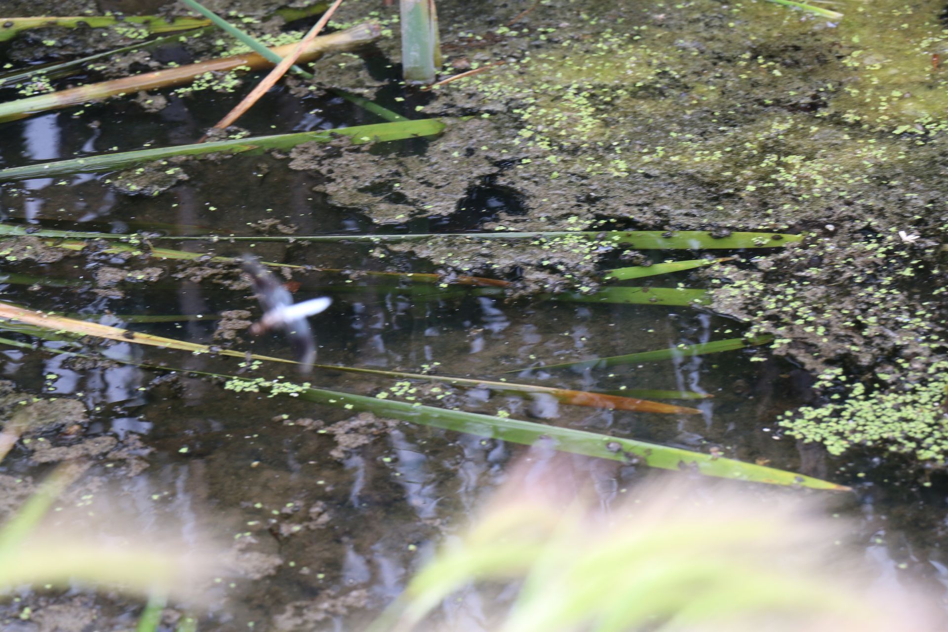 A small bird in flight over a murky pond with reeds and algae, captured in daytime.