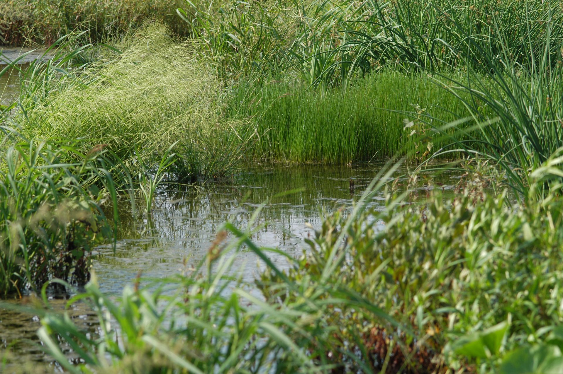 Wetland scene with green grasses and plants growing in and around the water.