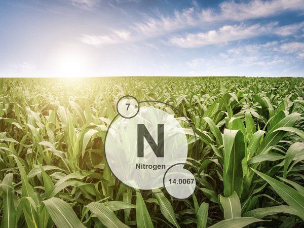 A field of corn with the letter n in the middle of it.