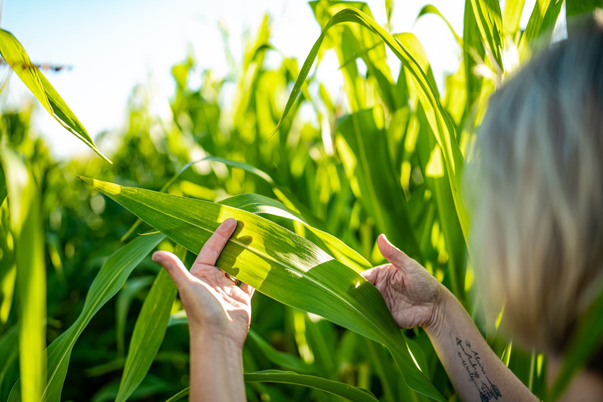 A woman is holding a leaf in her hands in a corn field.