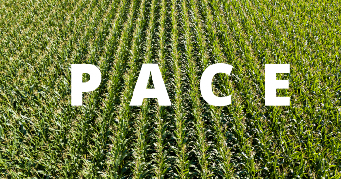 A field of corn with the word pace written on it
