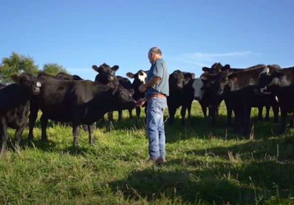 A man is standing in a field with a herd of cows.