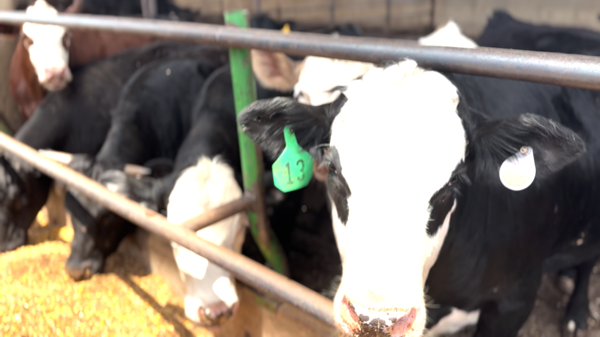 livestock eating corn