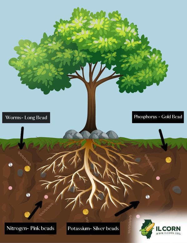 A diagram of a tree 's roots and leaves