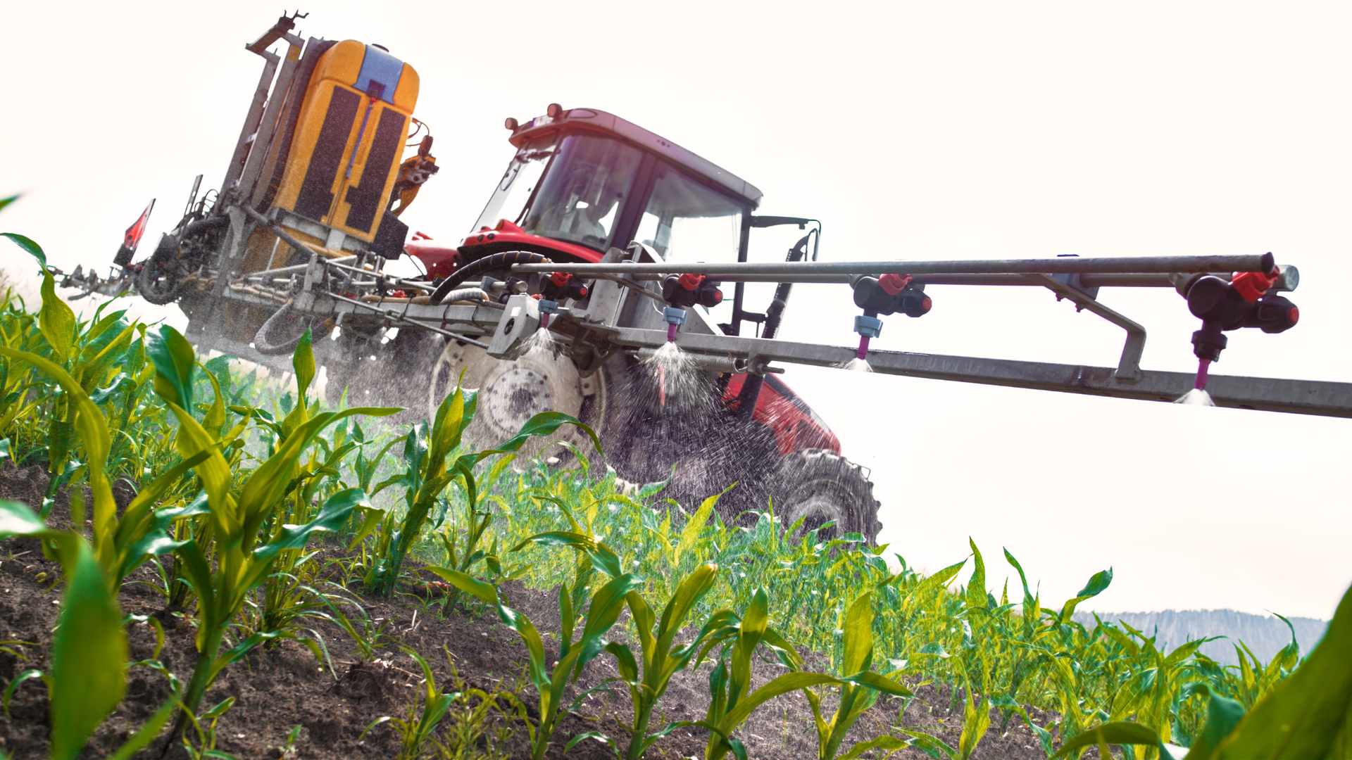 A red tractor with a large sprayer attachment moves through a field of green corn plants on a cloudy day.