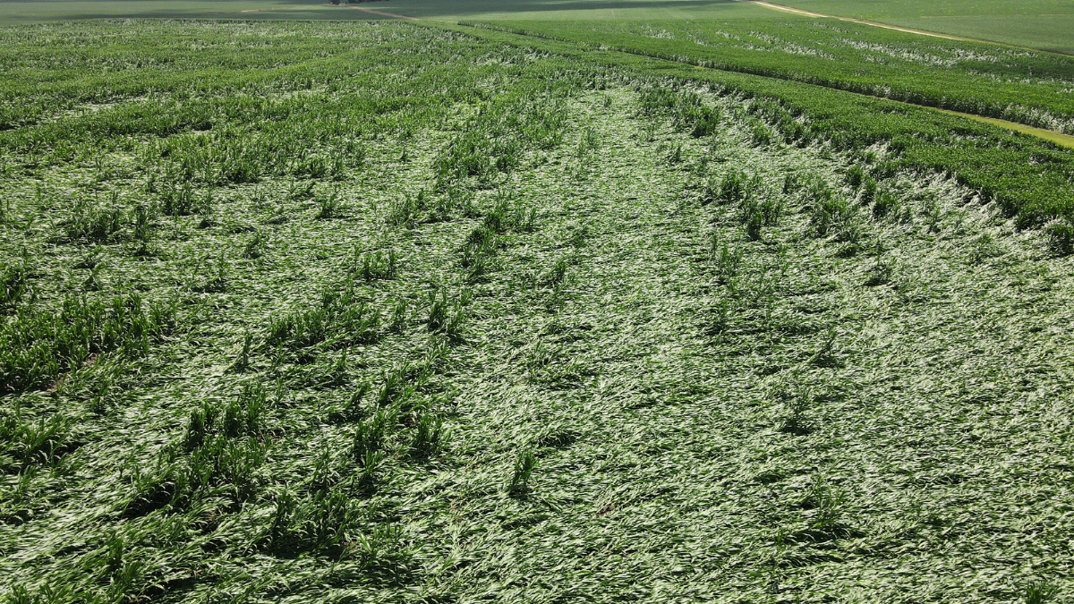 Crops destroyed by storm