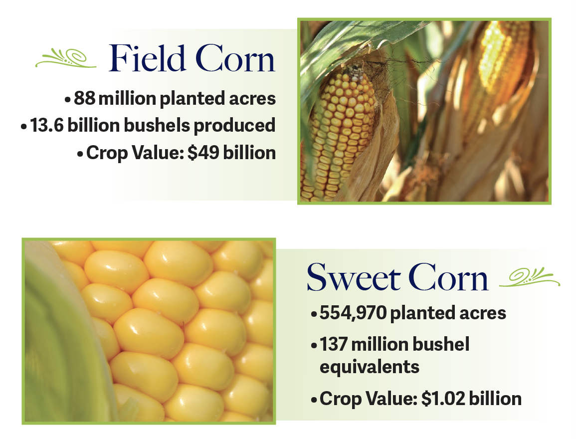 A picture of field corn next to a picture of sweet corn
