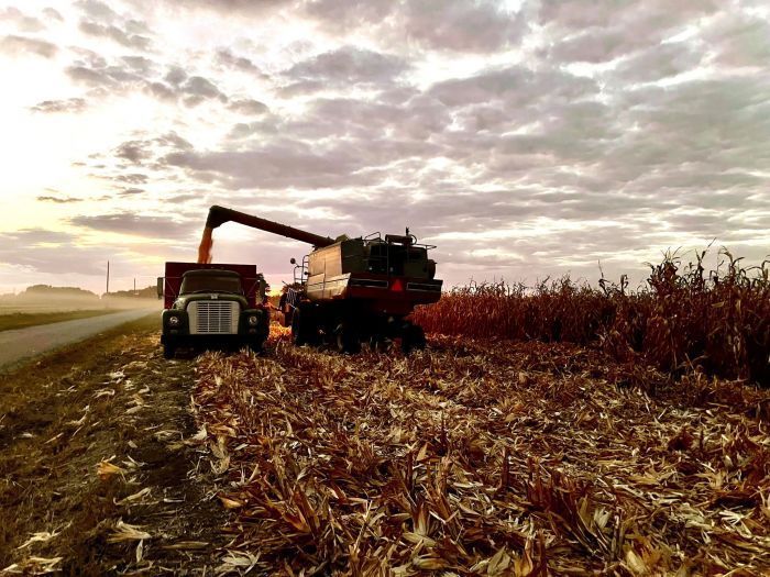 A combine harvester is loading corn into a truck in a field.