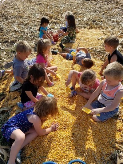 A group of children are playing in a pile of corn stalks.